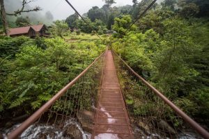 A suspension bridge through a jungle