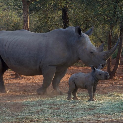 An adult rhino standing next to a baby rhino