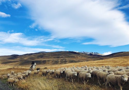 A man on horseback herding a flock of sheep.
