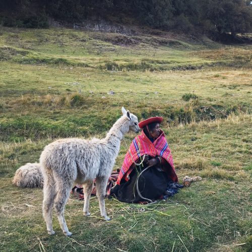 A Peruvian woman sits in a field holding a llama by its lead.