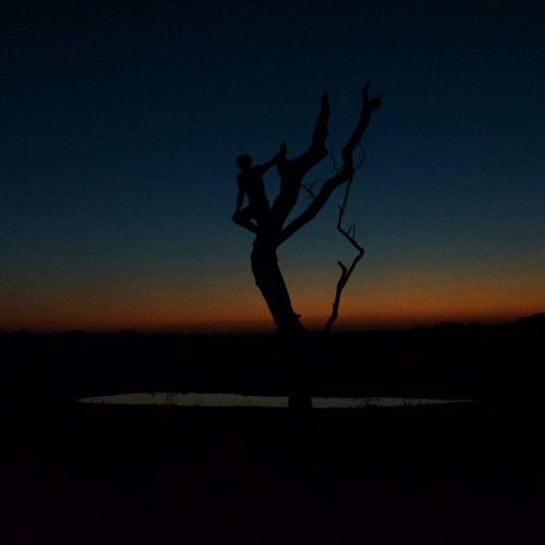 A person stands in a tree as the sun has just set behind them.