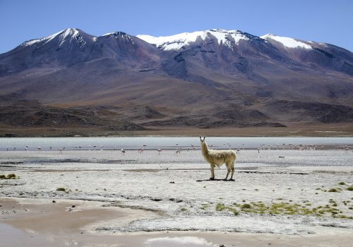 A llama standing in front of a snow-capped mountain.