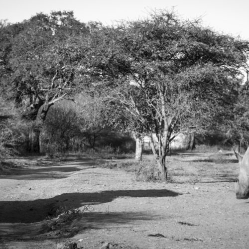 A vehicle full of people looking at a rhinoceros.