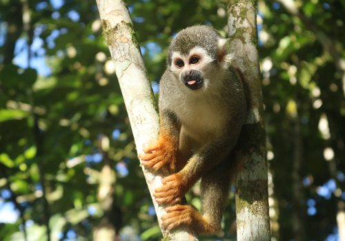 A monkey perched between two branches of a tree.